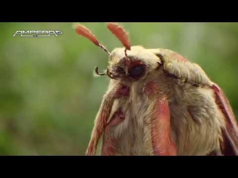 New Opel Ampera-e viral. This range will floor you.