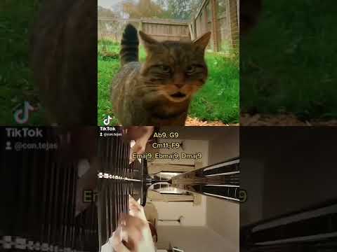 what if 🐈 but big J A S S 🤔 🎹 | con.tejas on TikTok