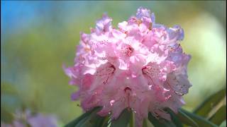 [4K] 赤城自然園 Rhododendrons, Azaleas & Mountain Peonies – Akagi Nature Park, Gunma, Japan