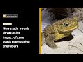 New study reveals devastating impact of cane toads approaching the Pilbara
