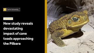 New study reveals devastating impact of cane toads approaching the Pilbara
