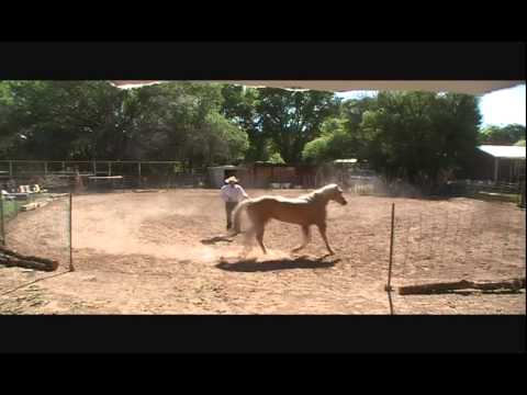 common mistakes when lungeing your horse