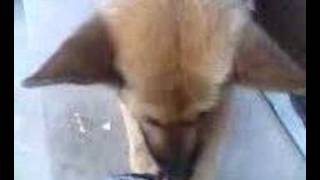 A big bad (apple eater) wolf....huhhhh