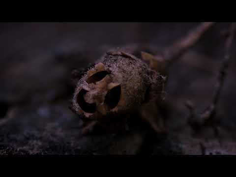 A Tergo Lupi - Vesper  - Dark Folk Music (Tagelharpa & Ritual Drum)