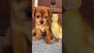 Download lagu Ketika anak bebek diselamatkan anak anjing mp3 Download lagu Ketika anak bebek diselamatkan anak anjing mp3