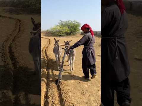 مزارع يستخدم الحمير في الزراعة بسبب الجوع الشديد لتأمين لقمة العيش