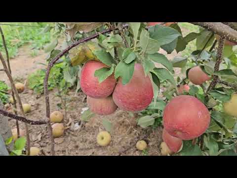 I've never seen so short and fruitful apple trees!!