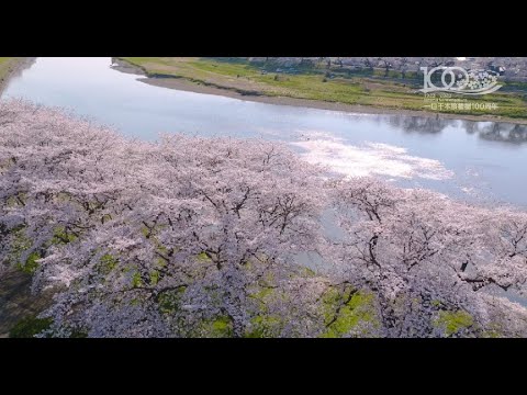 白石川堤一目千本桜植樹１００年記念動画