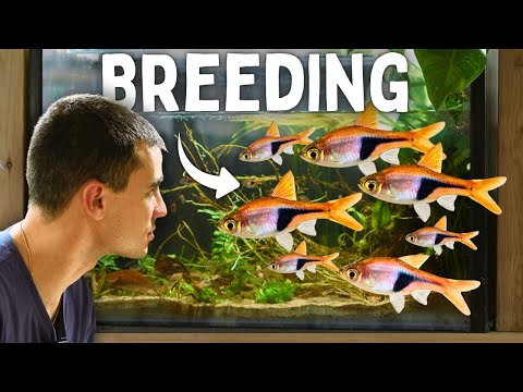 Harlequin Rasbora Breeding Secrets – What No One Tells You!