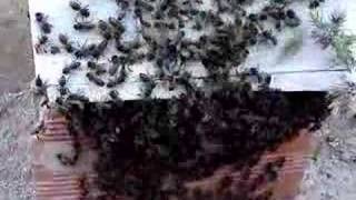 preview picture of video 'Enxame de abelhas'
