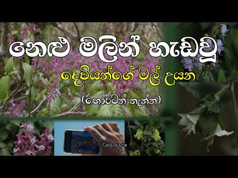 අවුරුදු 12කට පස්සේ දෙවියන්ගේ මල් උයනට ආ නෙළු වසන්තය | Nelu Flower Blooming in Horton Plains