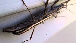 Thursday I1100  close up shots of Carolina Stick Bugs in daylight!