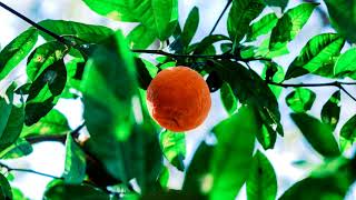 Harvest for the World - The Isley Brothers (1976)