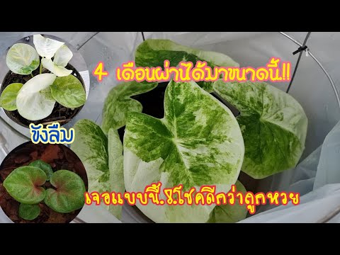 หวยดี