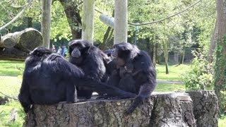preview picture of video 'Fota Wildlife park Cork'