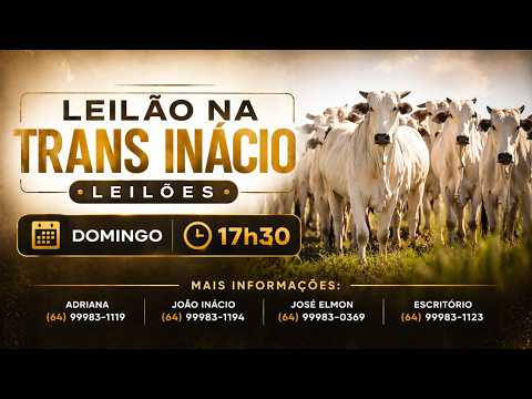 Leilão de Gado em MORRINHOS-GO, 26/04/2026  TransInácio Leilão - 18:00 Hs - Presencial e virtual.