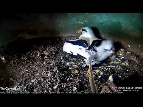 Tropicbird Chick Surfaces From Under Adult's Wing – May 6, 2019