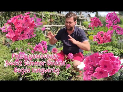 Egy feltűnő jelenség a kertben | Phlox paniculata 'Sweet Summer Dream' - Rózsaszín Bugás lángvirág