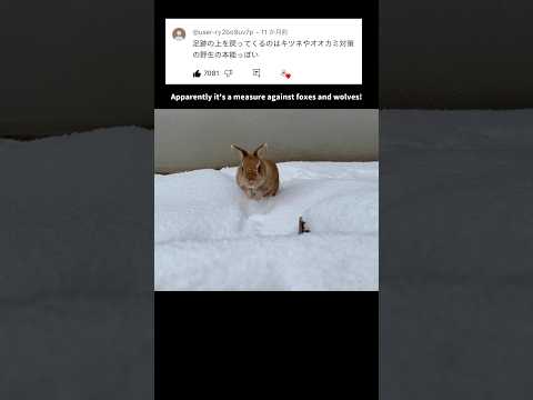 オランダドワーフウサギ