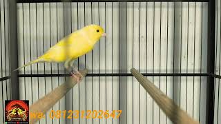 Download lagu Untuk hari ini redy gagoran saja ya boos ku. ☺☺ mp3 Download lagu Untuk hari ini redy gagoran saja ya boos ku. ☺☺ mp3