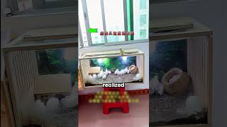 Parrot Landed In His Room