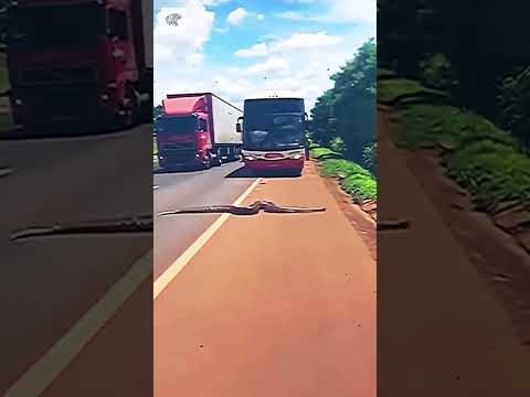 Immense Snake - By Jc Gomes Silva (kwi)