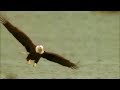 Top 15 Eagle Attacks Compilation 2018