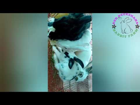 black touch rabbit , black giant