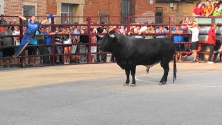 Toro del campo, Casa de Uceda  Viernes  2-09-2022  Guadalajara