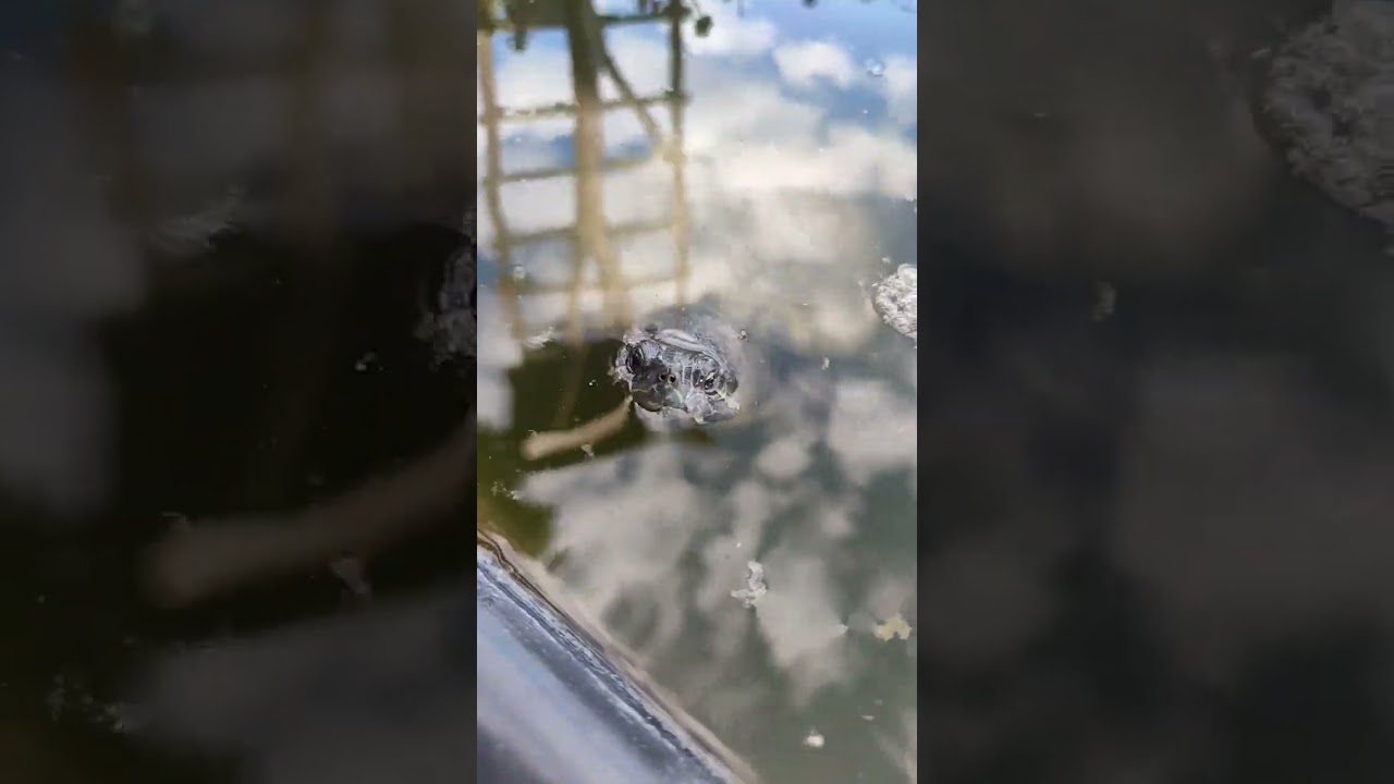 #monkeysspinningmonkeys #monkey #cartoon #dop2 #baby #drawing #funny #petlove #dog #petlover #funny