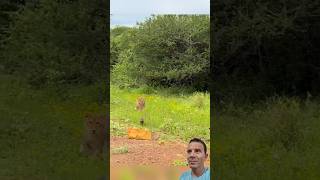 Leão (Baby) Vs Javali (Baby) 🐗🦁😱