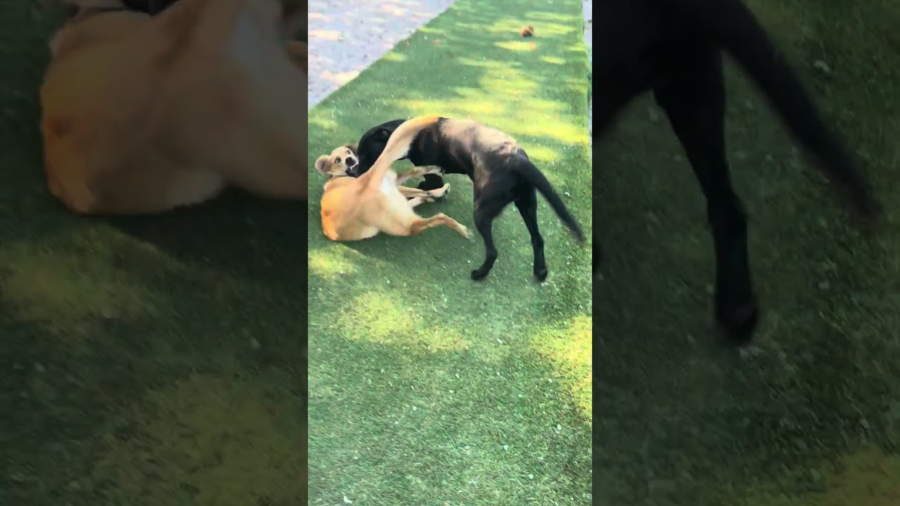 Enlarge Carmello, a Adoptable mixed breed in Newport, NC video 6/6