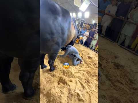 DANGEROUS COW CHALLENGE😱😨#animals #cow #viral #trending #viralshorts #fyp