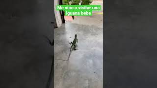 🦎 Iguana bebe
