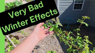 Death and Destruction - My Food Forest After the Brutal Winter