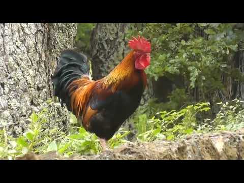 Rooster crowing compilation plus rooster crowing sound effects #chicken #youtube