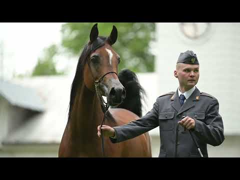 𝐀𝐌𝐄𝐓𝐘𝐃𝐀 (𝐏𝐚𝐫𝐢𝐬 𝐱 𝐀𝐭𝐚𝐧𝐝𝐚, 𝐛𝐲 𝐄𝐝𝐞𝐧 𝐂), 𝟐𝟎𝟏𝟗 𝐌𝐚𝐫𝐞 - PRIDE OF POLAND 2023, Summer Sale