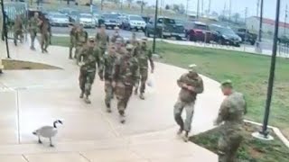 videos de risa pandilla que intimida a los militares