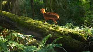 Propalaeotherium/Dawn Horse screentime in 'Equus: Story of the Horse'