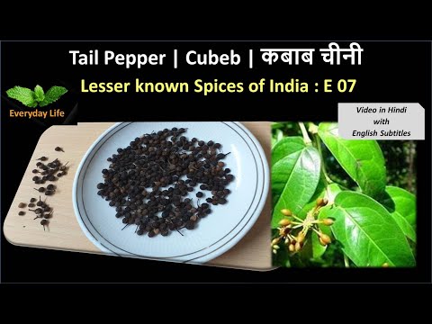 Tail Pepper | Cubeb | कबाब चीनी  | Lesser known Spices of India: EP 07 | Everyday Life #19