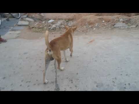 Jonny video sai vijay bhuvana asif