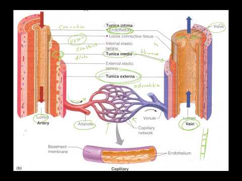 blood vessels part 1, lecture video