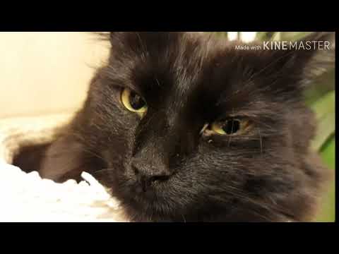 Bömppi Bojan Buuhia ja muita Bikku juttuja