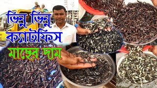 ভিন্ন ভিন্ন সব ক্যাটফিস মাছের পোনা নিয়ে আজকের পর্ব ।থাকবে সকল মাছের দাম দর এবং বিশেষ তথ্য।।