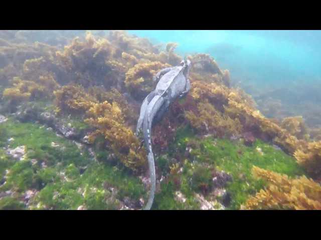 GoPro Hero4 | Galapagos Islands Snorkeling
