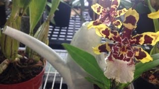 How to water Orchids" | "How to care for Orchids" Tips on care and culture of Orchids