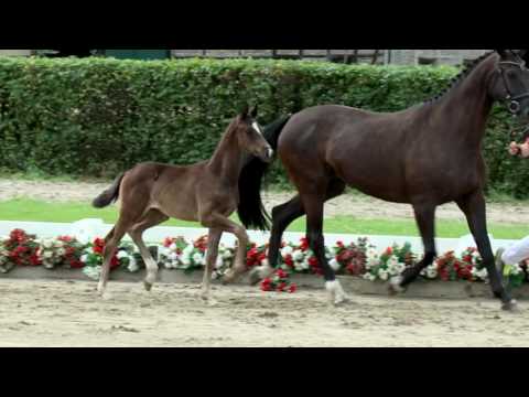 62 Dantango Hengst v. Dancier - Florestan I