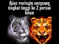 Ajian Waringin Sungsang Tingkat Tinggi Ke 2 Perisai Hitam