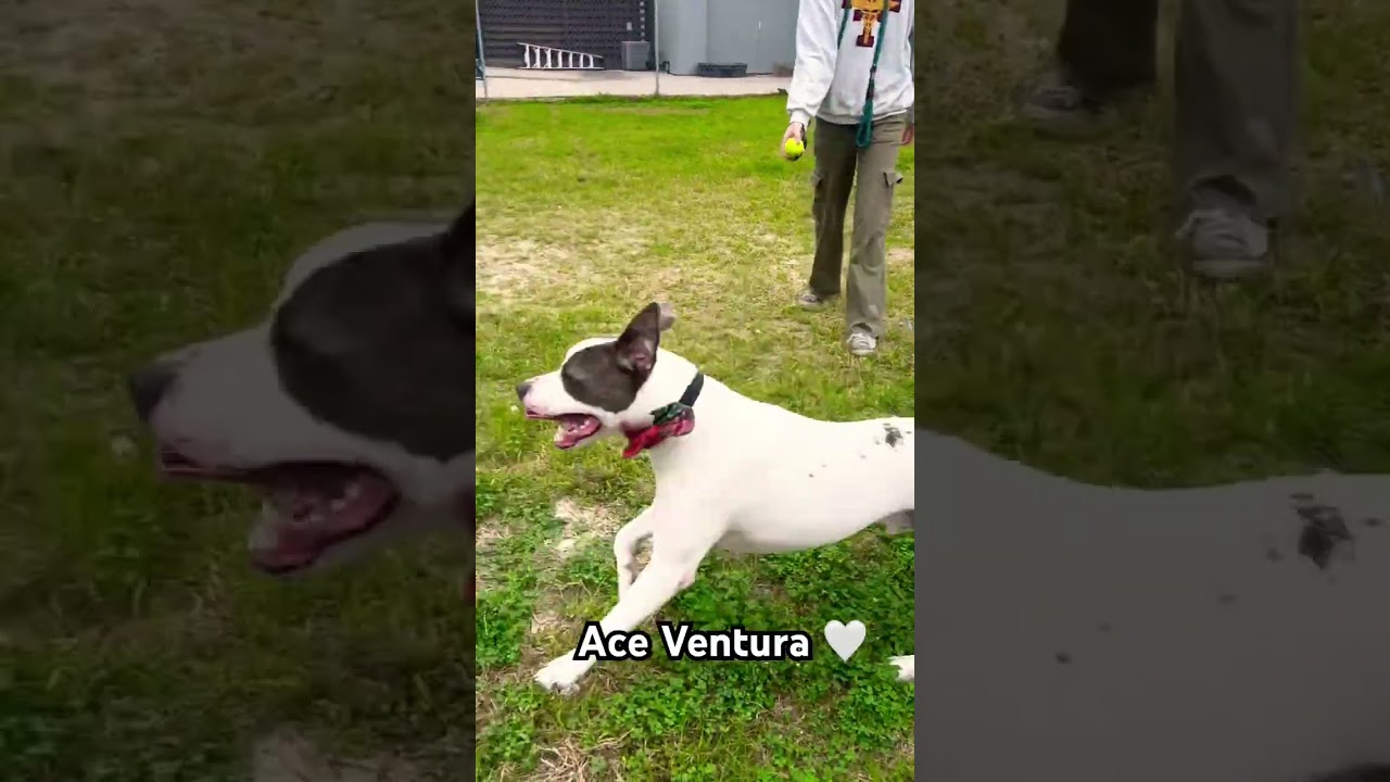 Ace Ventura, a Adoptable mixed breed in Corpus Christi, TX video 6/6