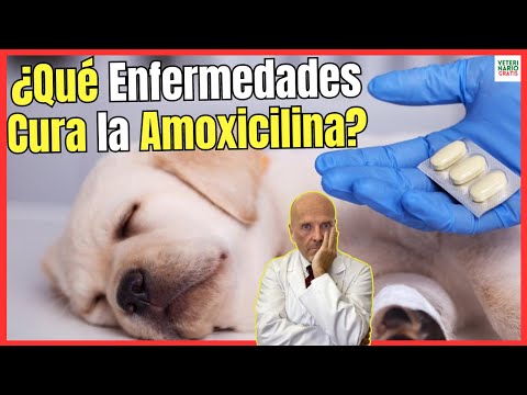 🔴¿QUE ENFERMEDADES CURA LA AMOXICILINA EN PERROS? ¿CÓMO SE DA? Y ¿PARA QUÉ SIRVE? 🔴
